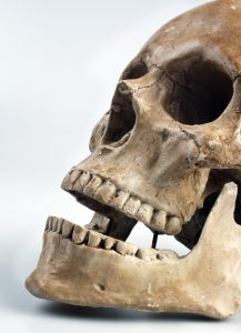 large primate skull british columbia
